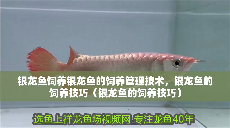 銀龍魚飼養(yǎng)銀龍魚的飼養(yǎng)管理技術(shù)，銀龍魚的飼養(yǎng)技巧（銀龍魚的飼養(yǎng)技巧）