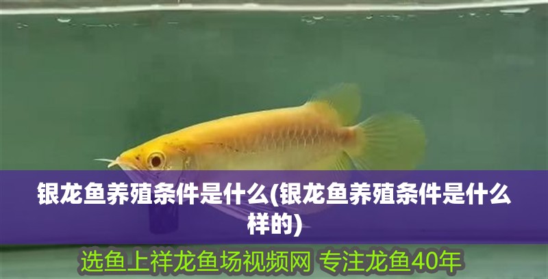 銀龍魚養殖條件是什么(銀龍魚養殖條件是什么樣的)