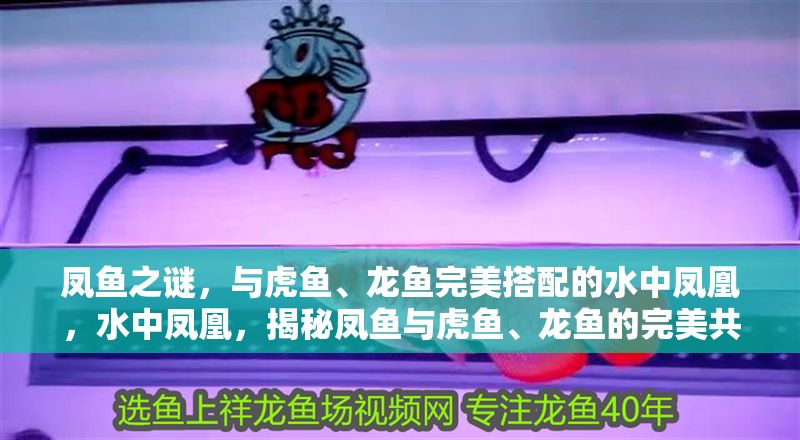 鳳魚之謎，與虎魚、龍魚完美搭配的水中鳳凰，水中鳳凰，揭秘鳳魚與虎魚、龍魚的完美共生之謎
