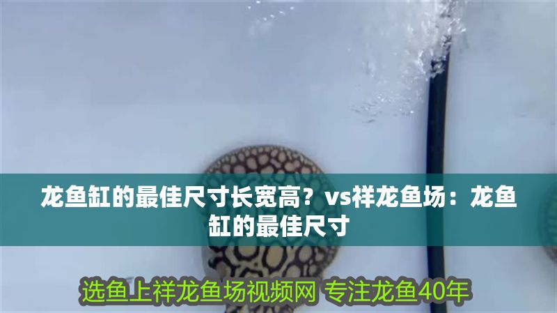 龍魚缸的最佳尺寸長寬高？vs祥龍魚場：龍魚缸的最佳尺寸