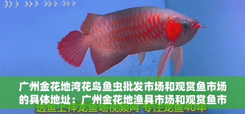 廣州金花地灣花鳥魚蟲批發(fā)市場和觀賞魚市場的具體地址：廣州金花地漁具市場和觀賞魚市場的競爭分析廣州金花地漁具市場