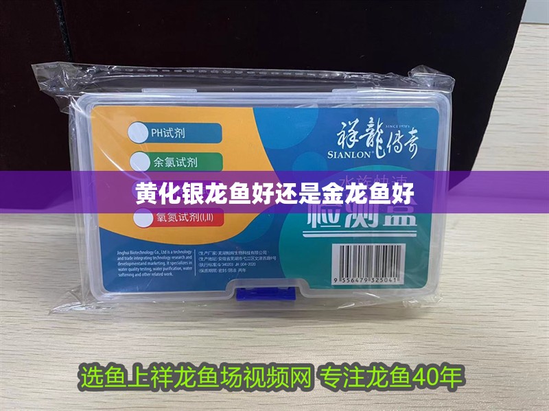 黃化銀龍魚好還是金龍魚好 黃化銀龍魚好還是金龍魚好 銀龍魚百科