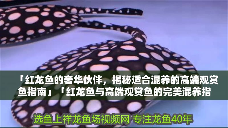「紅龍魚的奢華伙伴，揭秘適合混養(yǎng)的高端觀賞魚指南」「紅龍魚與高端觀賞魚的完美混養(yǎng)指南」