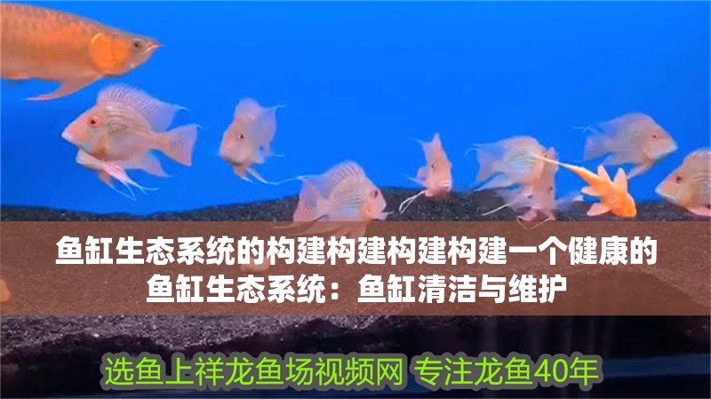 魚缸生態系統的構建構建構建構建一個健康的魚缸生態系統：魚缸清潔與維護
