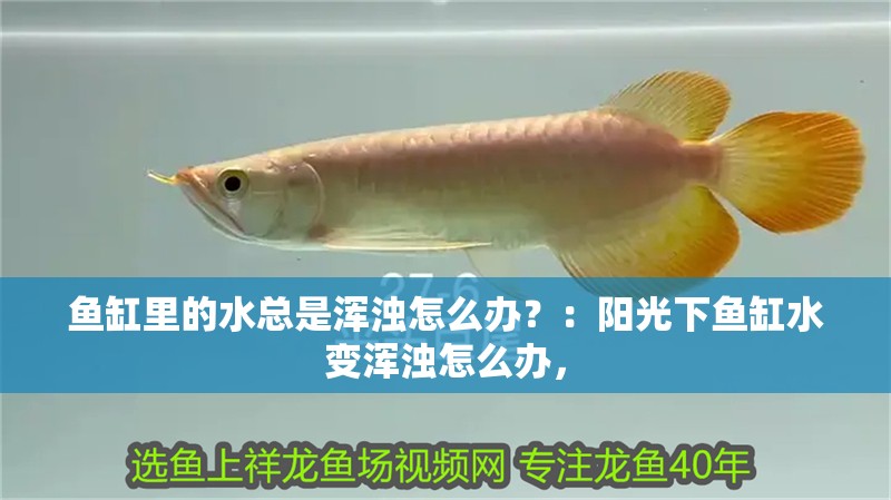 魚缸里的水總是渾濁怎么辦？：陽光下魚缸水變渾濁怎么辦，