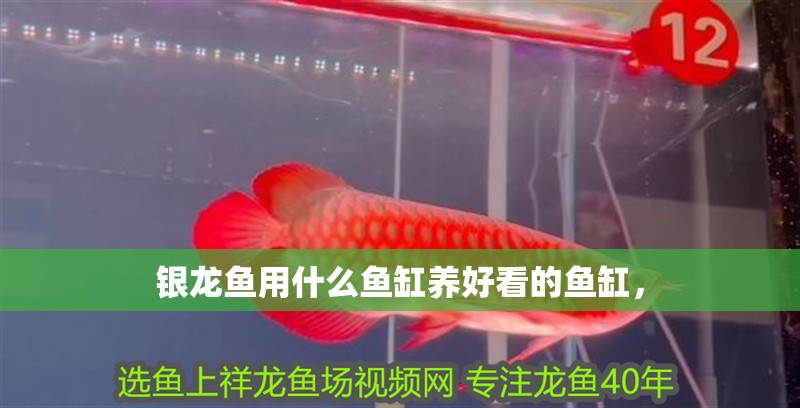 銀龍魚用什么魚缸養好看的魚缸，