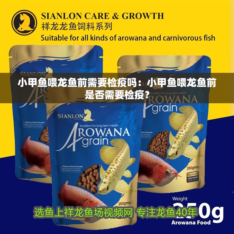 小甲魚喂龍魚前需要檢疫嗎：小甲魚喂龍魚前是否需要檢疫？