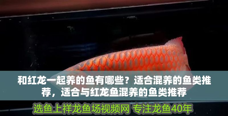 和紅龍一起養的魚有哪些？適合混養的魚類推薦，適合與紅龍魚混養的魚類推薦