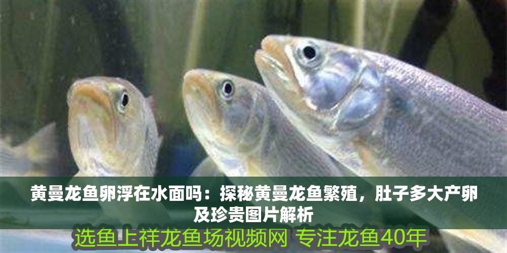 黃曼龍魚卵浮在水面嗎：探秘黃曼龍魚繁殖，肚子多大產(chǎn)卵及珍貴圖片解析