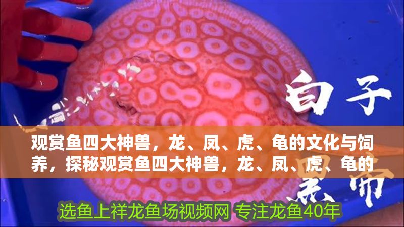 觀賞魚四大神獸，龍、鳳、虎、龜?shù)奈幕c飼養(yǎng)，探秘觀賞魚四大神獸，龍、鳳、虎、龜?shù)奈幕⒁馀c飼養(yǎng)技巧