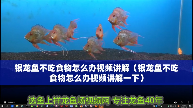 銀龍魚不吃食物怎么辦視頻講解（銀龍魚不吃食物怎么辦視頻講解一下）