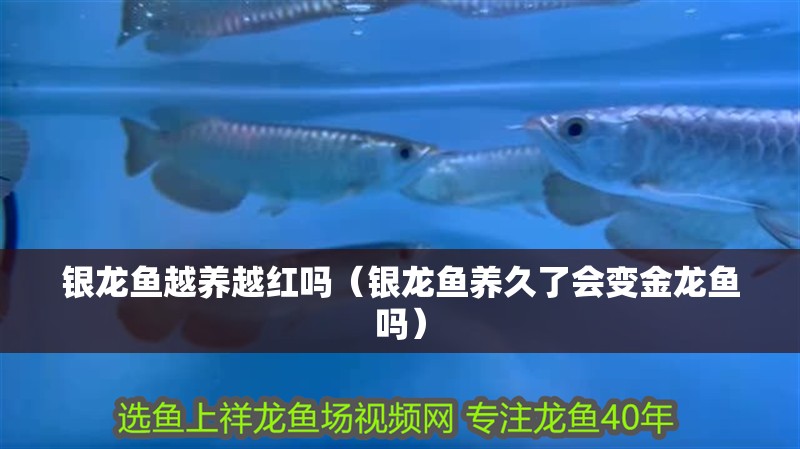 銀龍魚越養越紅嗎（銀龍魚養久了會變金龍魚嗎）
