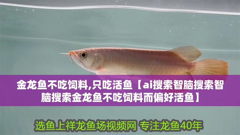金龍魚(yú)不吃飼料,只吃活魚(yú)【ai搜索智腦搜索智腦搜索金龍魚(yú)不吃飼料而偏好活魚(yú)】