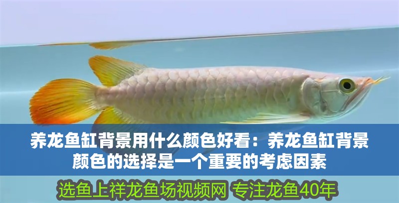 養龍魚缸背景用什么顏色好看：養龍魚缸背景顏色的選擇是一個重要的考慮因素