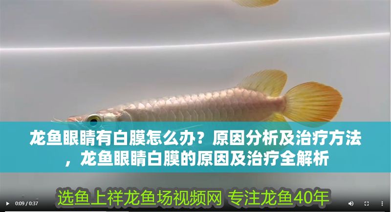 龍魚眼睛有白膜怎么辦？原因分析及治療方法，龍魚眼睛白膜的原因及治療全解析
