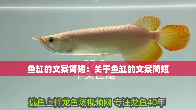 魚缸的文案簡短：關于魚缸的文案簡短