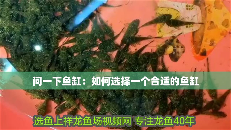 問一下魚缸：如何選擇一個合適的魚缸