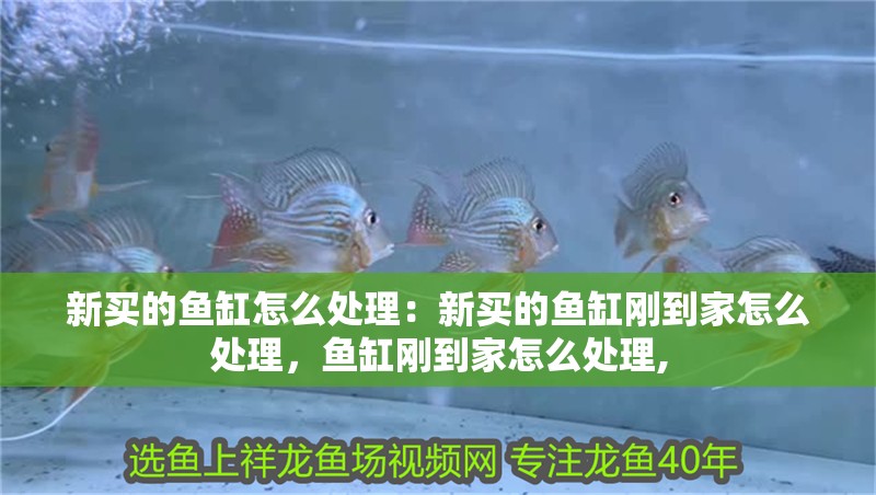 新買(mǎi)的魚(yú)缸怎么處理：新買(mǎi)的魚(yú)缸剛到家怎么處理，魚(yú)缸剛到家怎么處理,