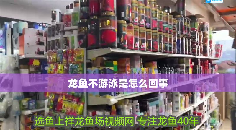 龍魚(yú)不游泳是怎么回事