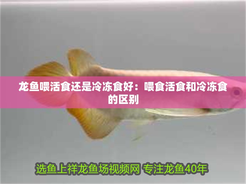 龍魚(yú)喂活食還是冷凍食好：喂食活食和冷凍食的區(qū)別