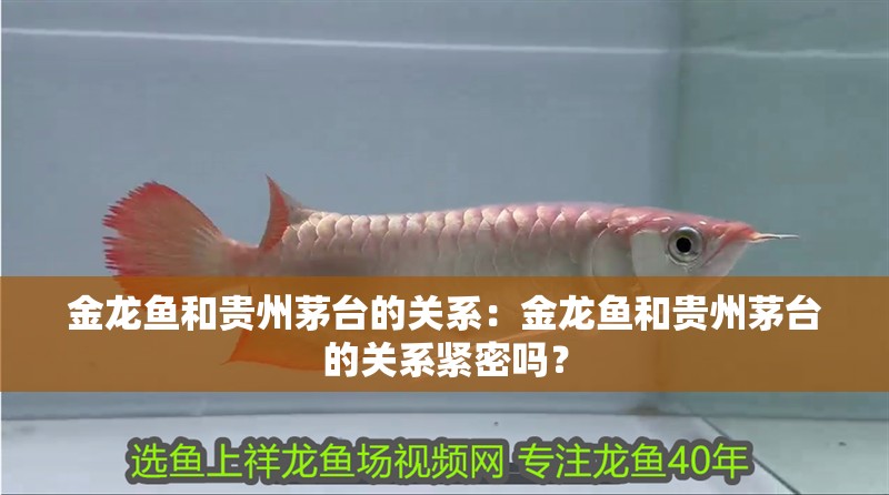金龍魚和貴州茅臺的關系：金龍魚和貴州茅臺的關系緊密嗎？