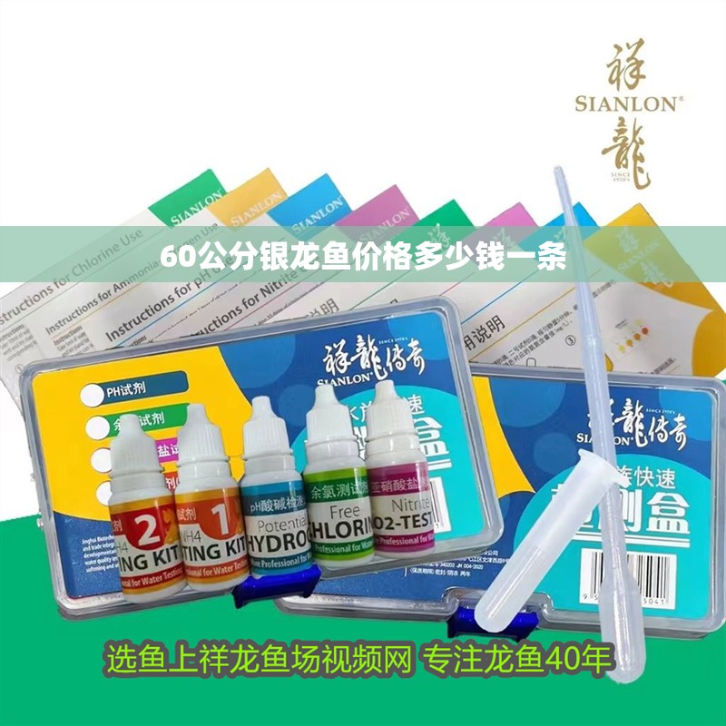 60公分銀龍魚價格多少錢一條