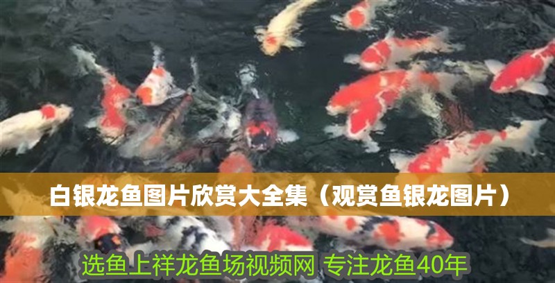 白銀龍魚(yú)圖片欣賞大全集（觀賞魚(yú)銀龍圖片）
