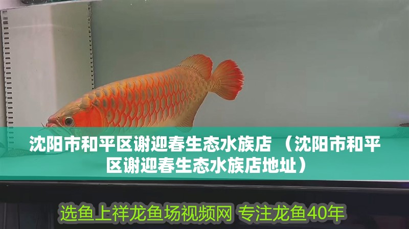 沈陽市和平區謝迎春生態水族店 （沈陽市和平區謝迎春生態水族店地址） 沈陽市和平區謝迎春生態水族店 （沈陽市和平區謝迎春生態水族店地址） 全國水族館企業名錄