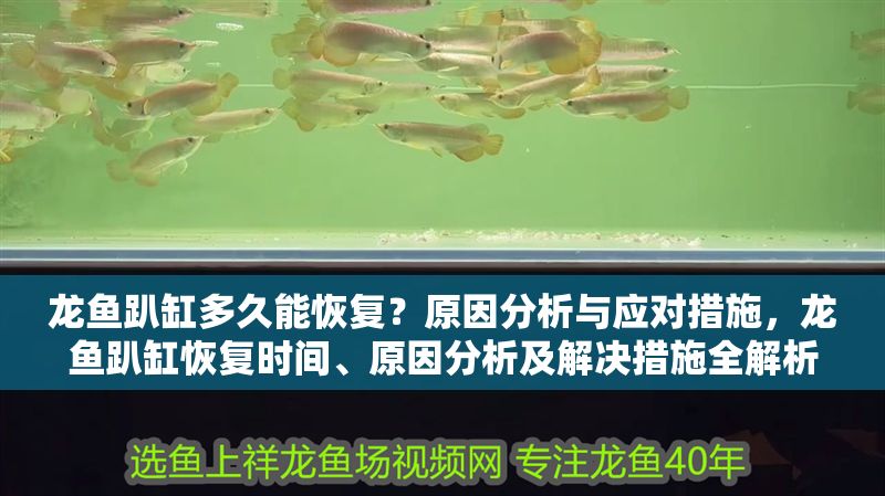 龍魚趴缸多久能恢復？原因分析與應對措施，龍魚趴缸恢復時間、原因分析及解決措施全解析
