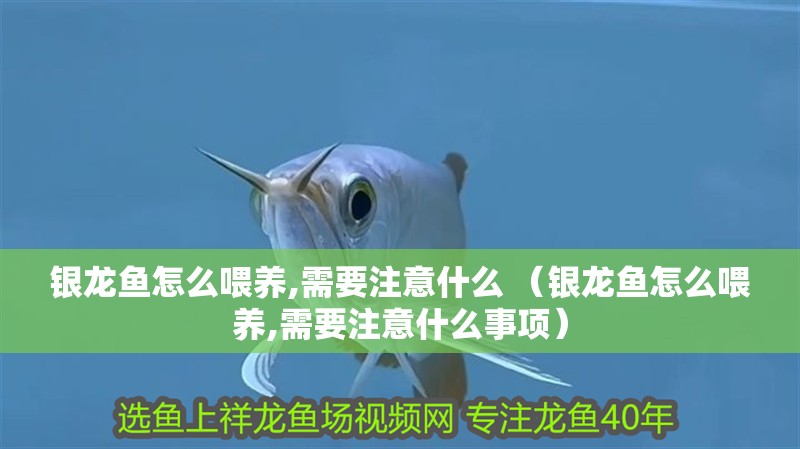 銀龍魚怎么喂養,需要注意什么 （銀龍魚怎么喂養,需要注意什么事項）