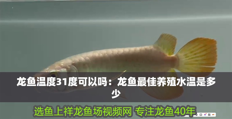 龍魚溫度31度可以嗎：龍魚最佳養殖水溫是多少