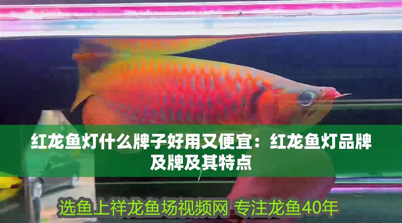 紅龍魚燈什么牌子好用又便宜：紅龍魚燈品牌及牌及其特點 紅龍魚燈什么牌子好用又便宜：紅龍魚燈品牌及牌及其特點 紅龍魚百科 第1張