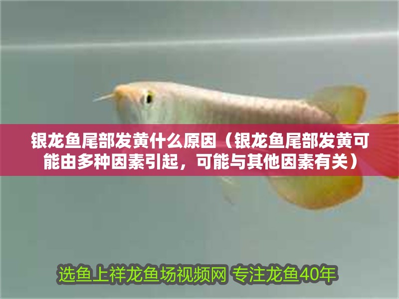 銀龍魚尾部發黃什么原因（銀龍魚尾部發黃可能由多種因素引起，可能與其他因素有關）