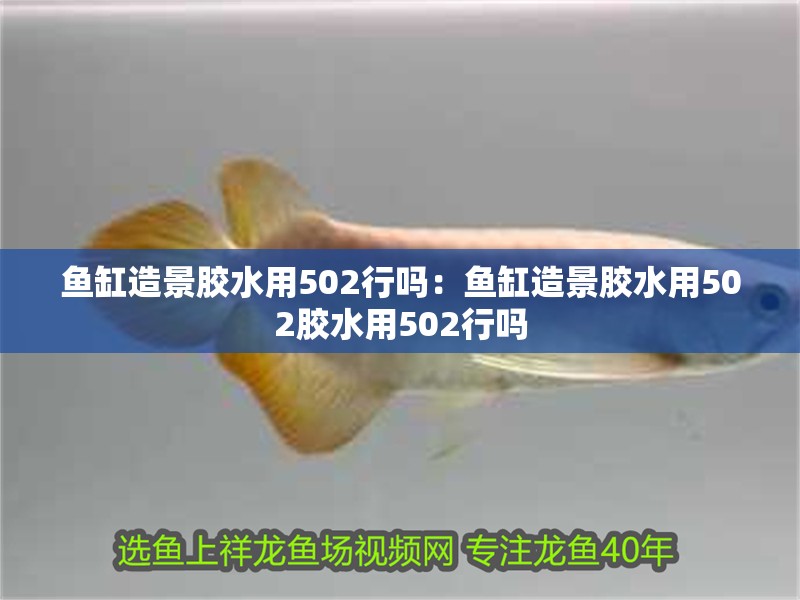 魚缸造景膠水用502行嗎：魚缸造景膠水用502膠水用502行嗎