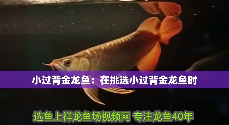 小過背金龍魚：在挑選小過背金龍魚時