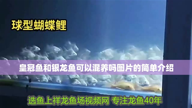 皇冠魚和銀龍魚可以混養嗎圖片的簡單介紹