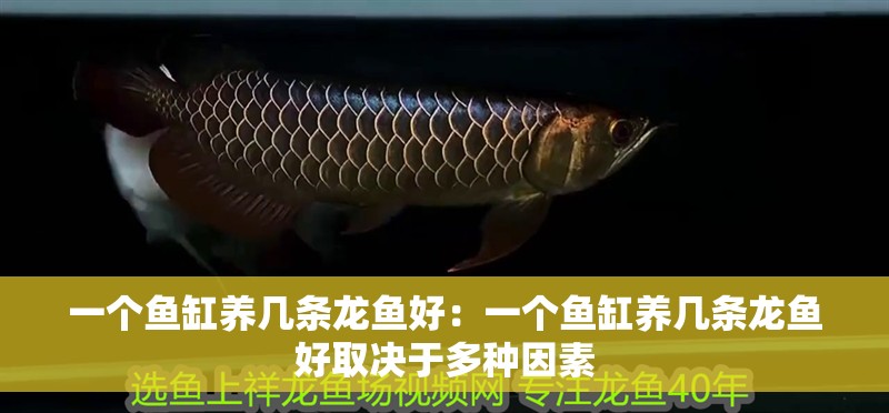 一個魚缸養幾條龍魚好：一個魚缸養幾條龍魚好取決于多種因素