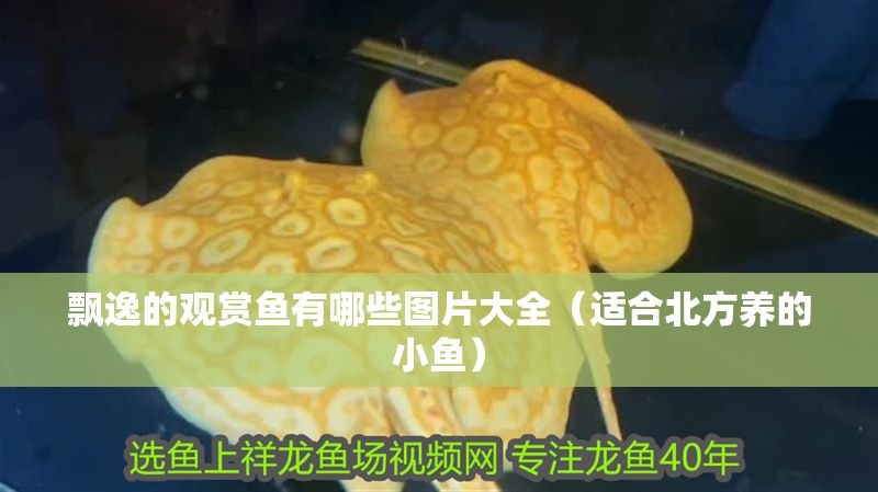 飄逸的觀賞魚有哪些圖片大全（適合北方養的小魚）
