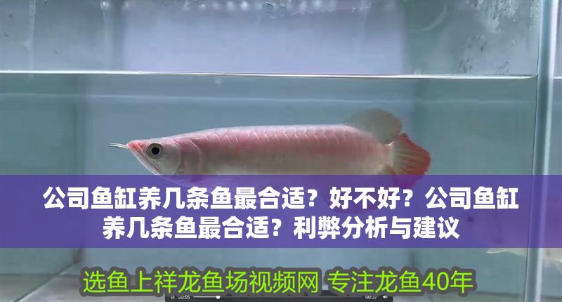 公司魚缸養(yǎng)幾條魚最合適？好不好？公司魚缸養(yǎng)幾條魚最合適？利弊分析與建議