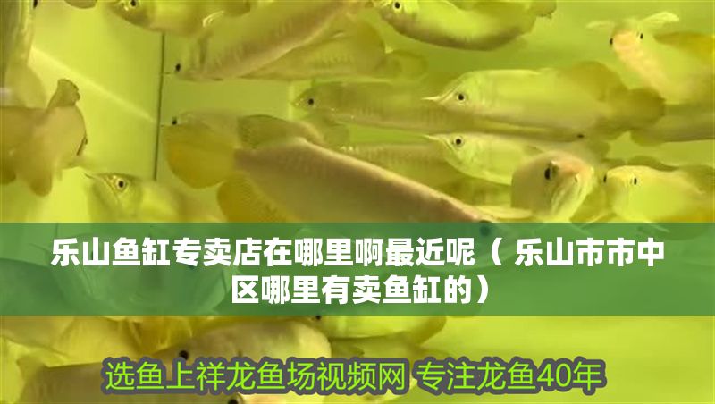 樂山魚缸專賣店在哪里啊最近呢（ 樂山市市中區哪里有賣魚缸的）