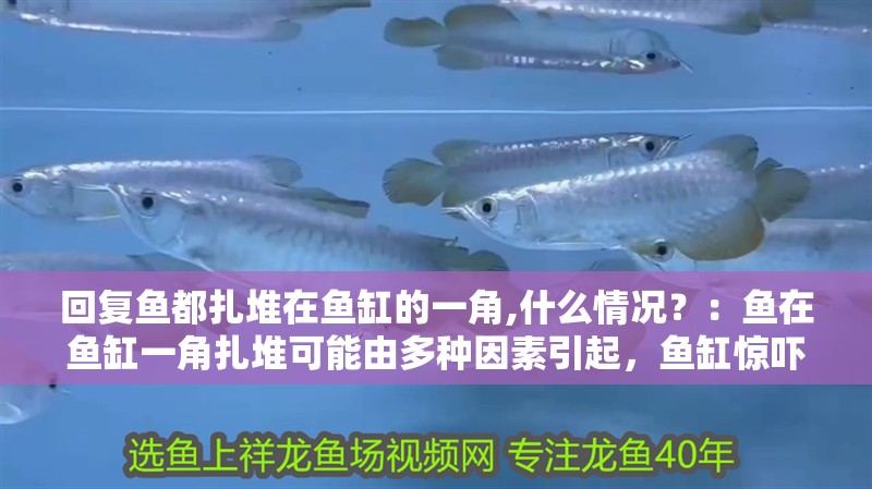 回復(fù)魚都扎堆在魚缸的一角,什么情況？：魚在魚缸一角扎堆可能由多種因素引起，魚缸驚嚇后如何安撫