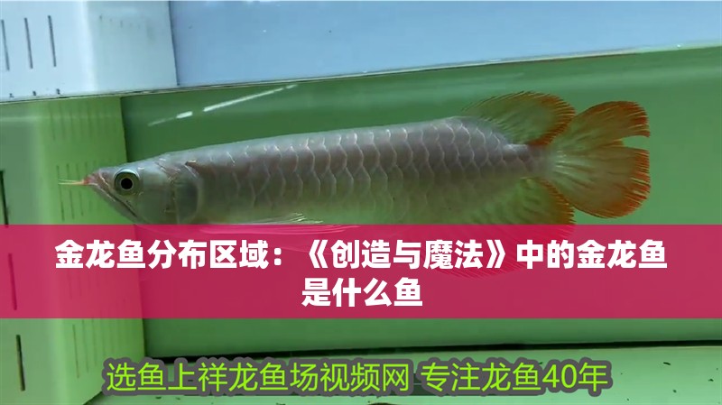 金龍魚分布區域：《創造與魔法》中的金龍魚是什么魚
