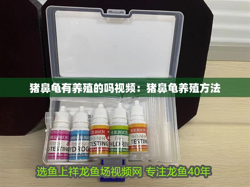 豬鼻龜有養殖的嗎視頻：豬鼻龜養殖方法