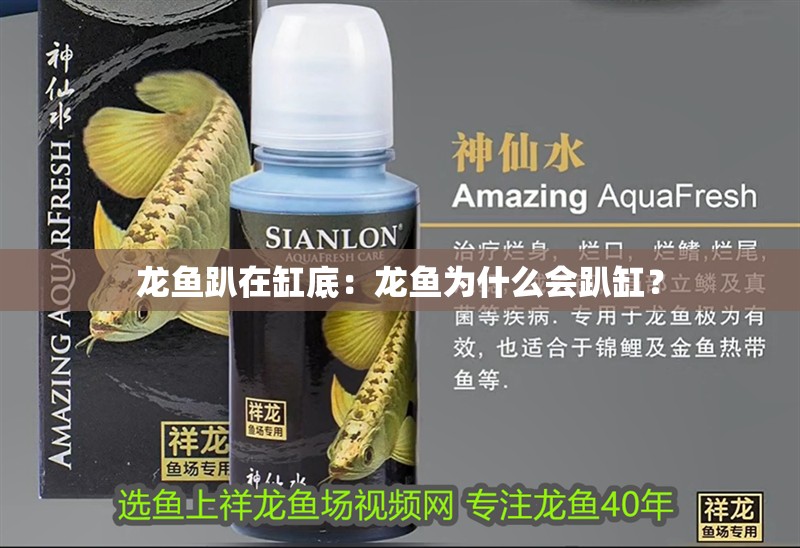 龍魚趴在缸底：龍魚為什么會趴缸？