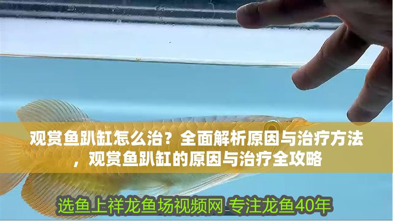 觀賞魚趴缸怎么治？全面解析原因與治療方法，觀賞魚趴缸的原因與治療全攻略