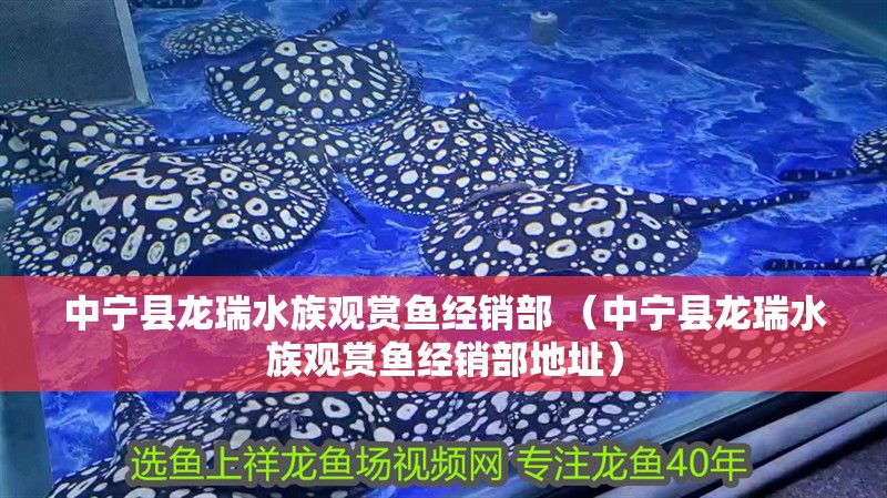 中寧縣龍瑞水族觀賞魚經銷部 （中寧縣龍瑞水族觀賞魚經銷部地址）