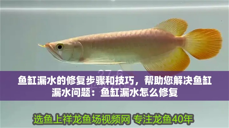 魚缸漏水的修復(fù)步驟和技巧，幫助您解決魚缸漏水問題：魚缸漏水怎么修復(fù)