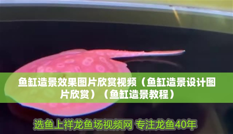 我的虎魚真菌感染了要怎么處理 魚缸造景效果圖片欣賞視頻(魚缸造景設計圖片欣賞)(魚缸造景教程) 魚缸百科 魚缸造景效果圖片欣賞視頻(魚缸造景設計圖片欣賞)(魚缸造景教程) 魚缸造景效果圖片欣賞視頻(魚缸造景設計圖片欣賞)(魚缸造景教程) 魚缸百科