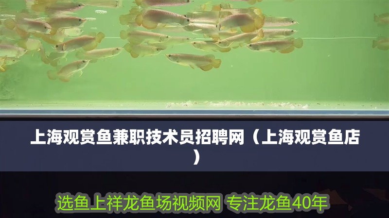 上海觀賞魚兼職技術員招聘網（上海觀賞魚店）
