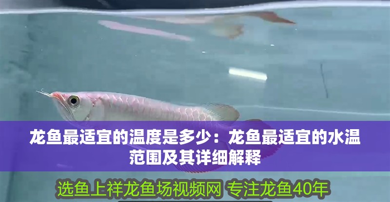 龍魚最適宜的溫度是多少：龍魚最適宜的水溫范圍及其詳細解釋